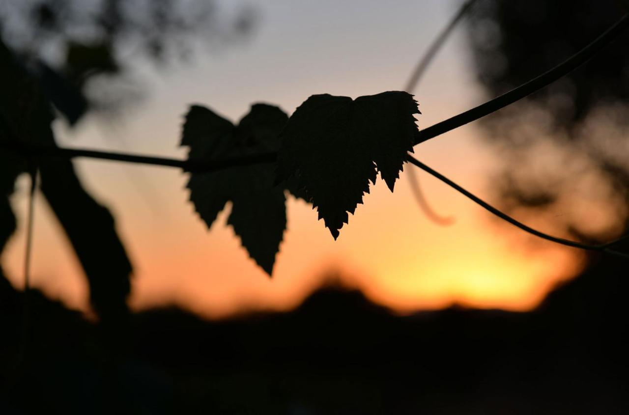 Agriturismo Arte Et Agricoltura Tuscania Exteriör bild